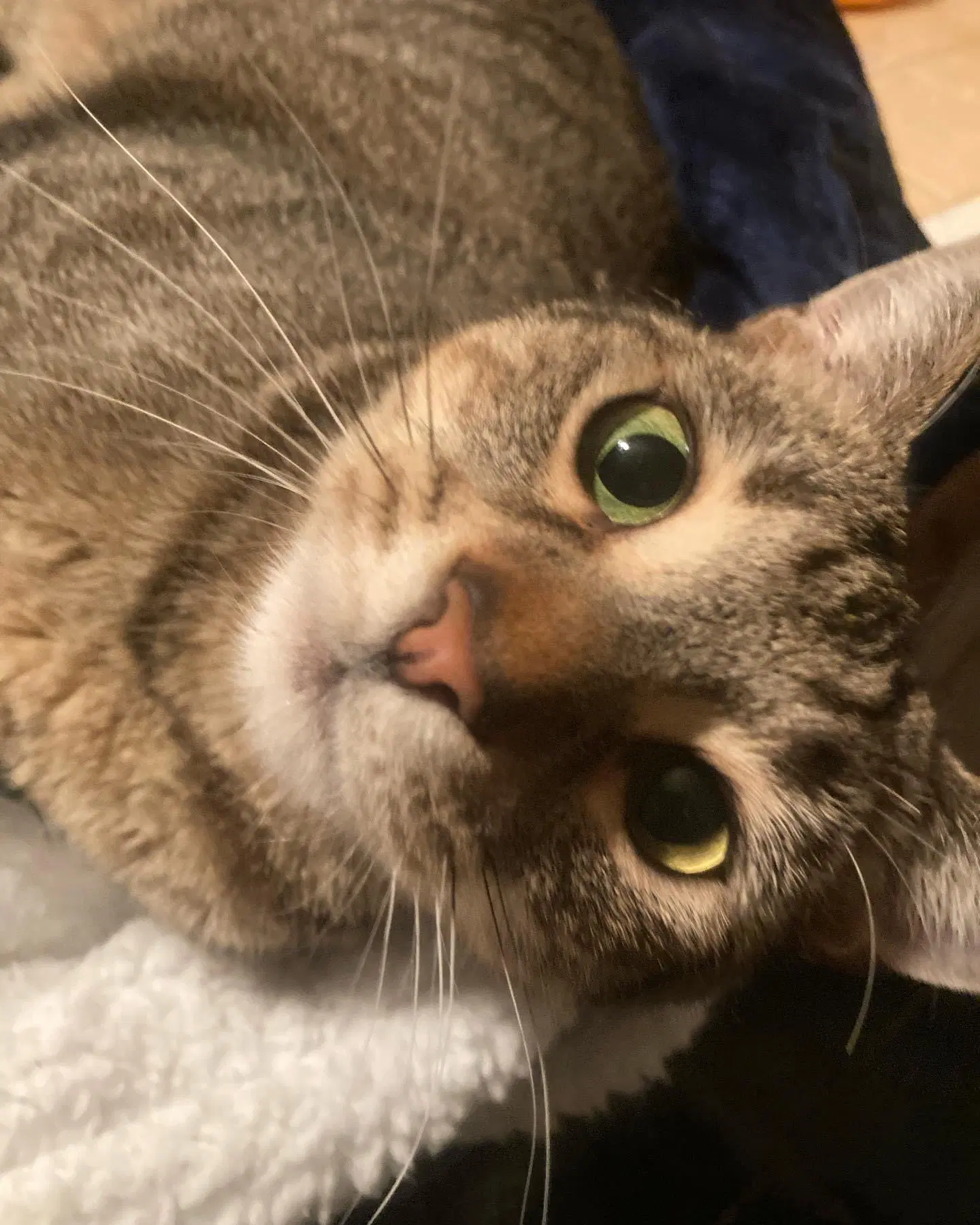Iggy - Domestic Short Hair