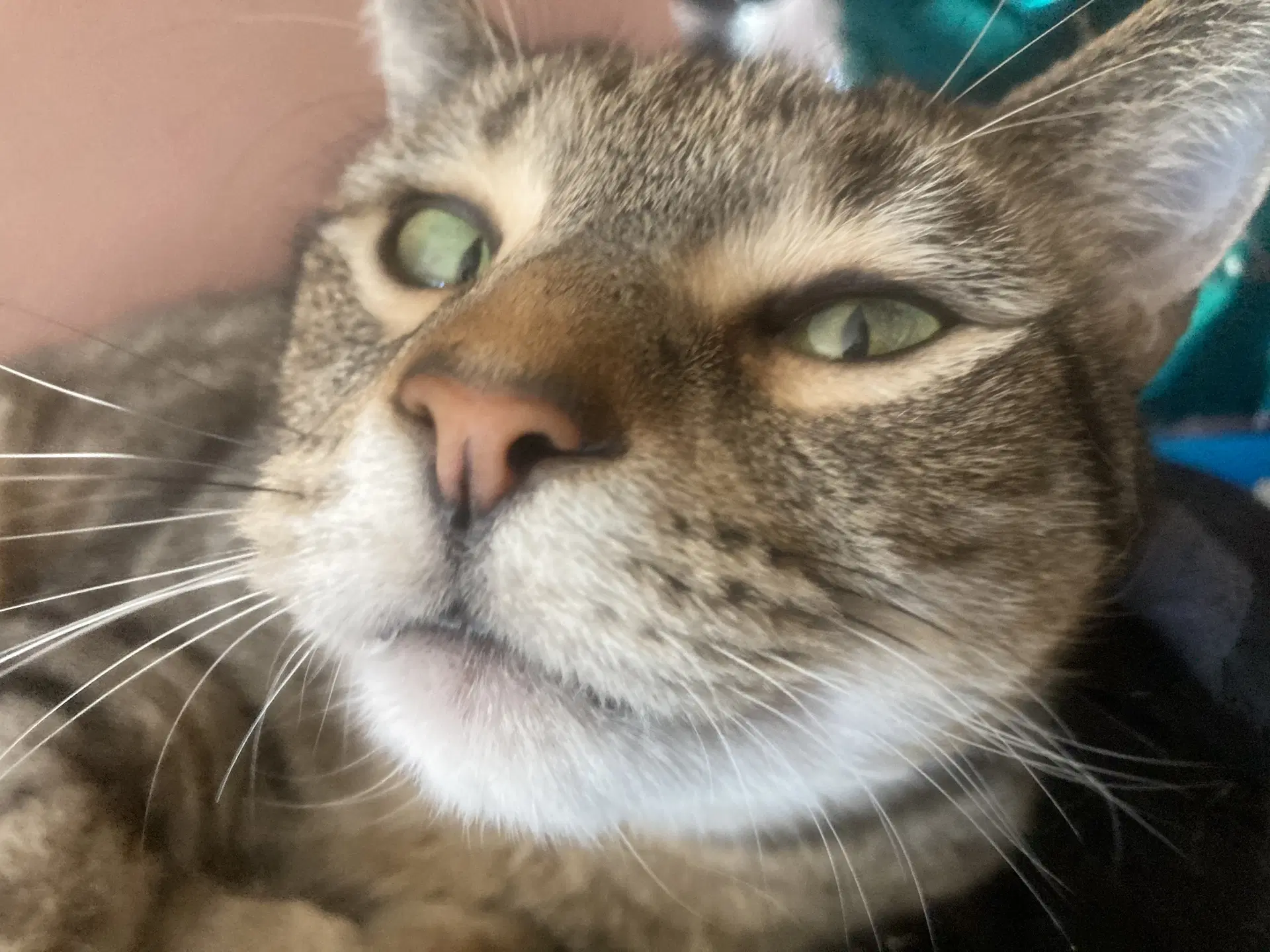Iggy image 3