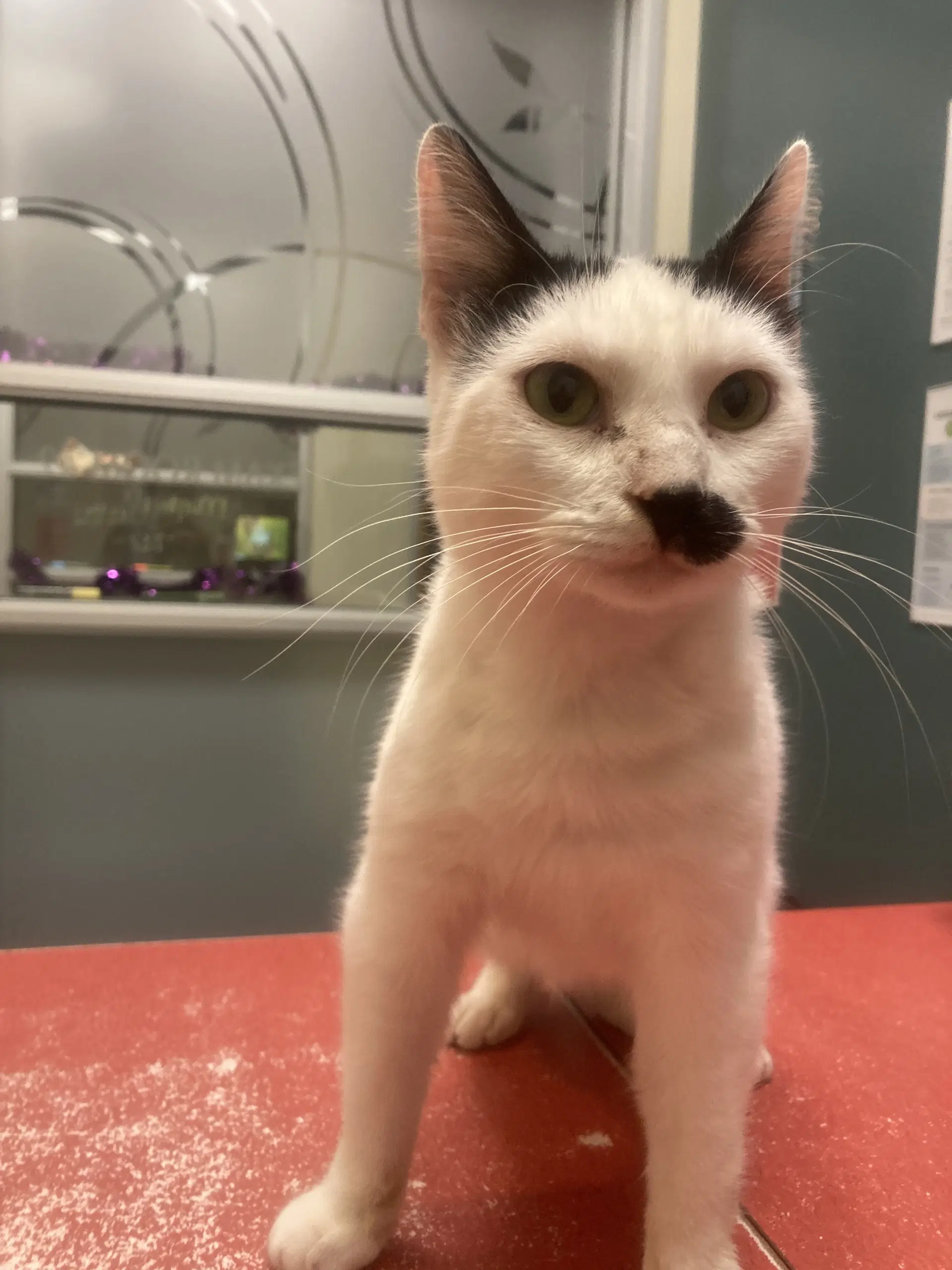 Murphy - Domestic Short Hair