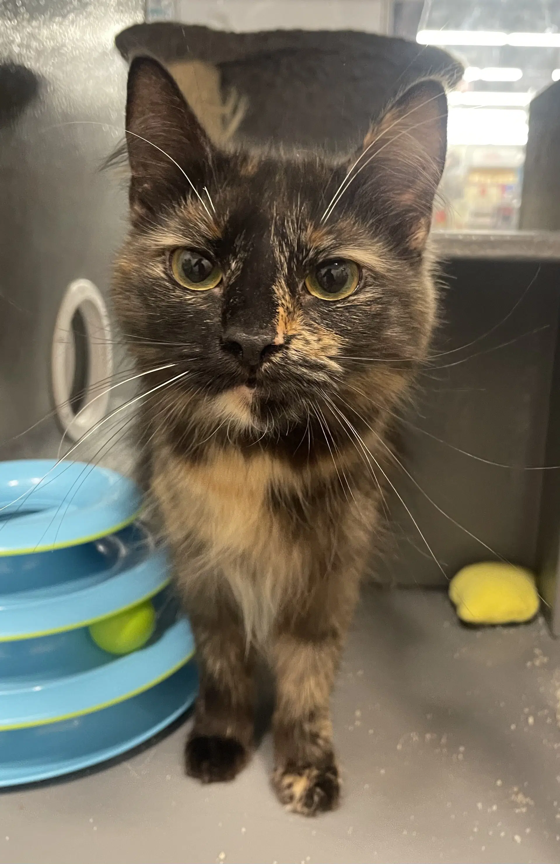 Pavo - Domestic Medium Hair