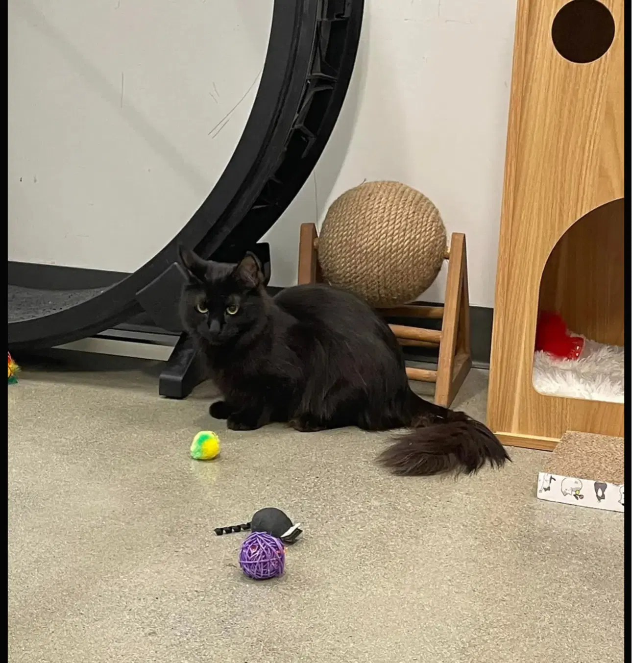 Corvus image 2