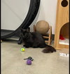 Corvus - Photo 2