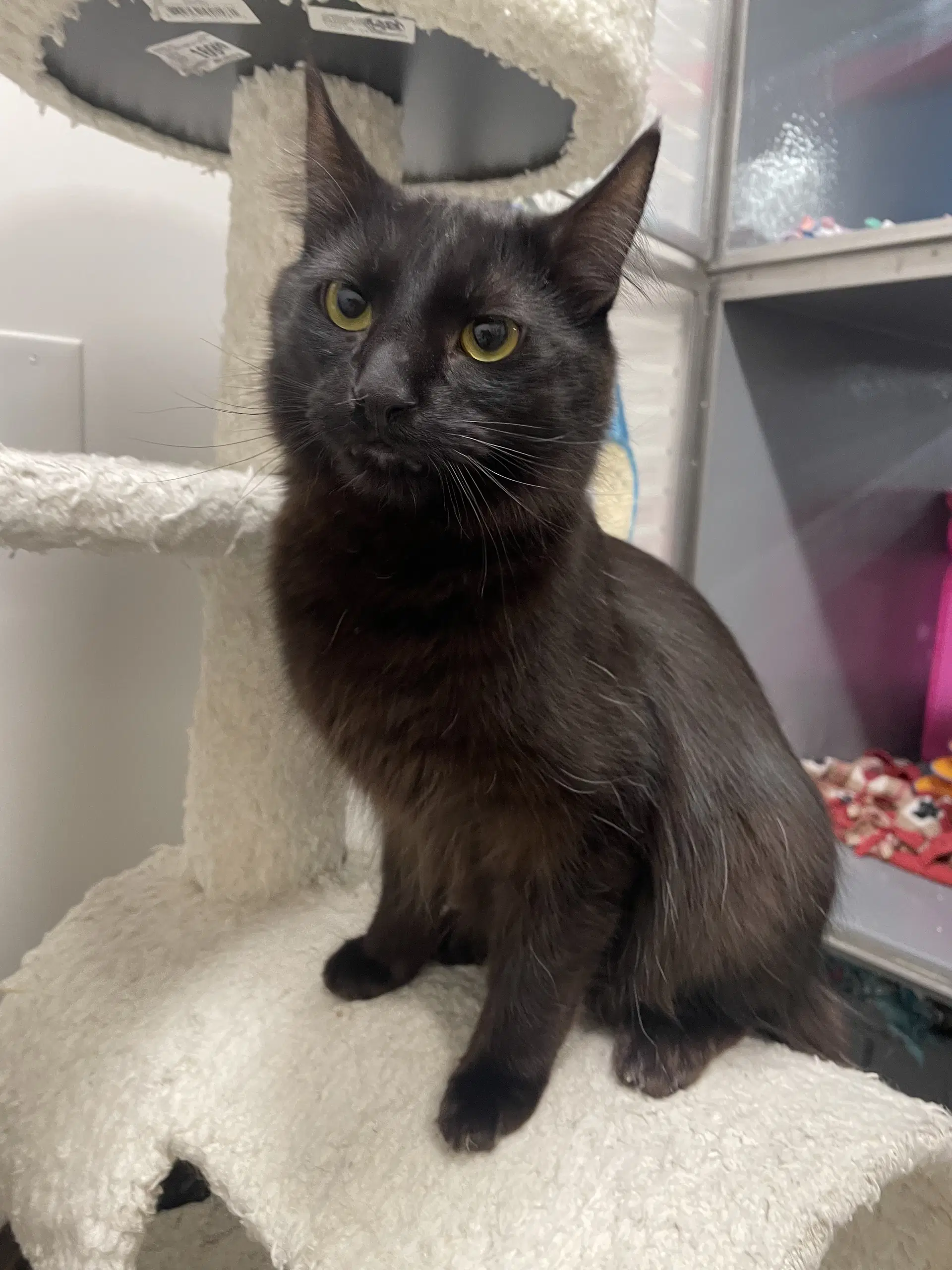 Corvus - Domestic Medium Hair