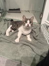 Millie