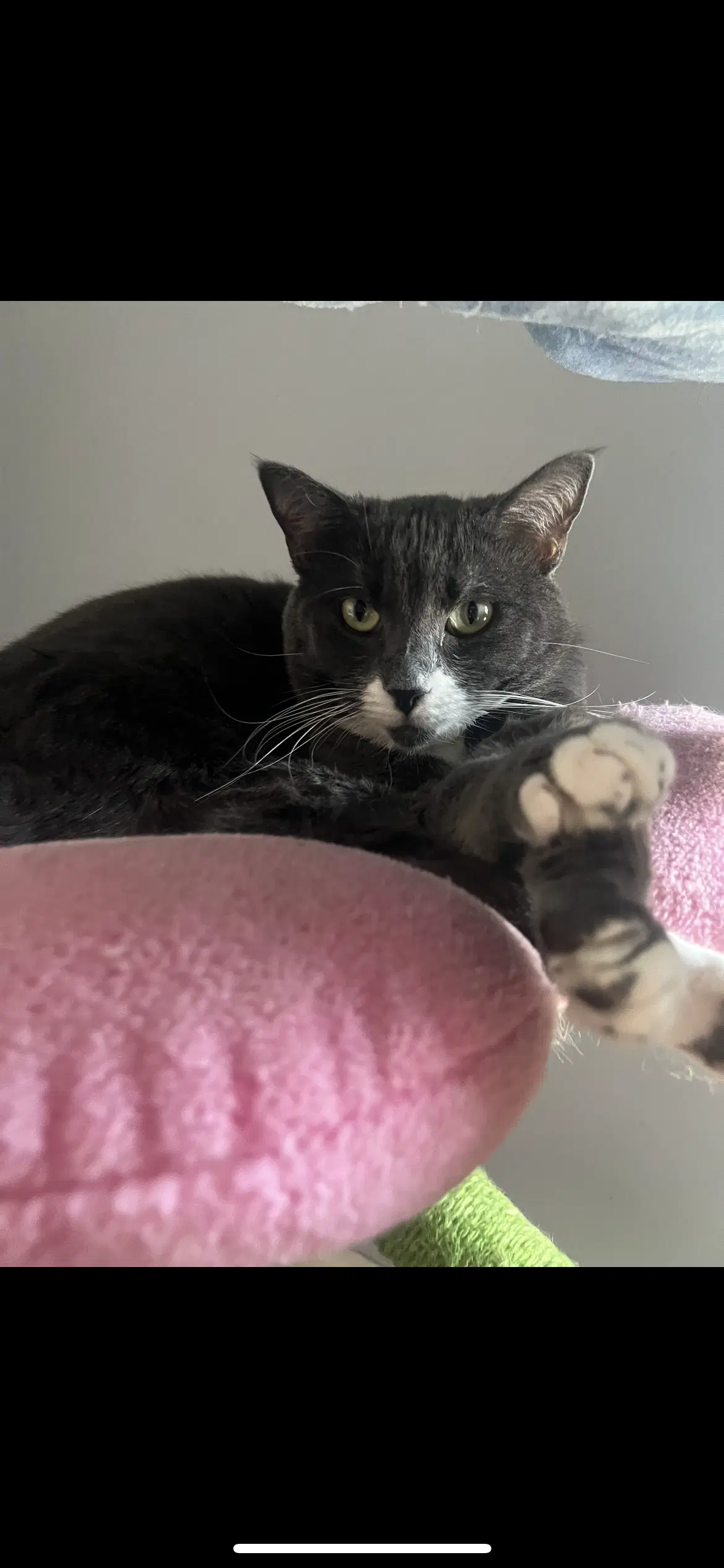 Bon Bon - Domestic Short Hair