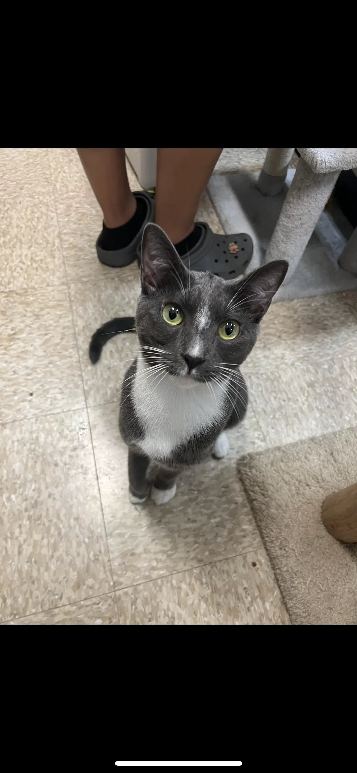 Bubba - Domestic Short Hair