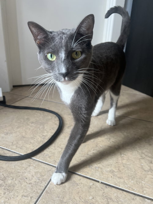 BUBBA - Domestic Short Hair available for adoption