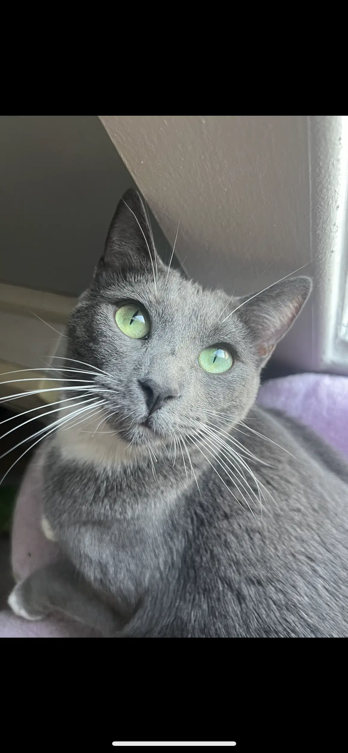 Bing Bong - Domestic Short Hair