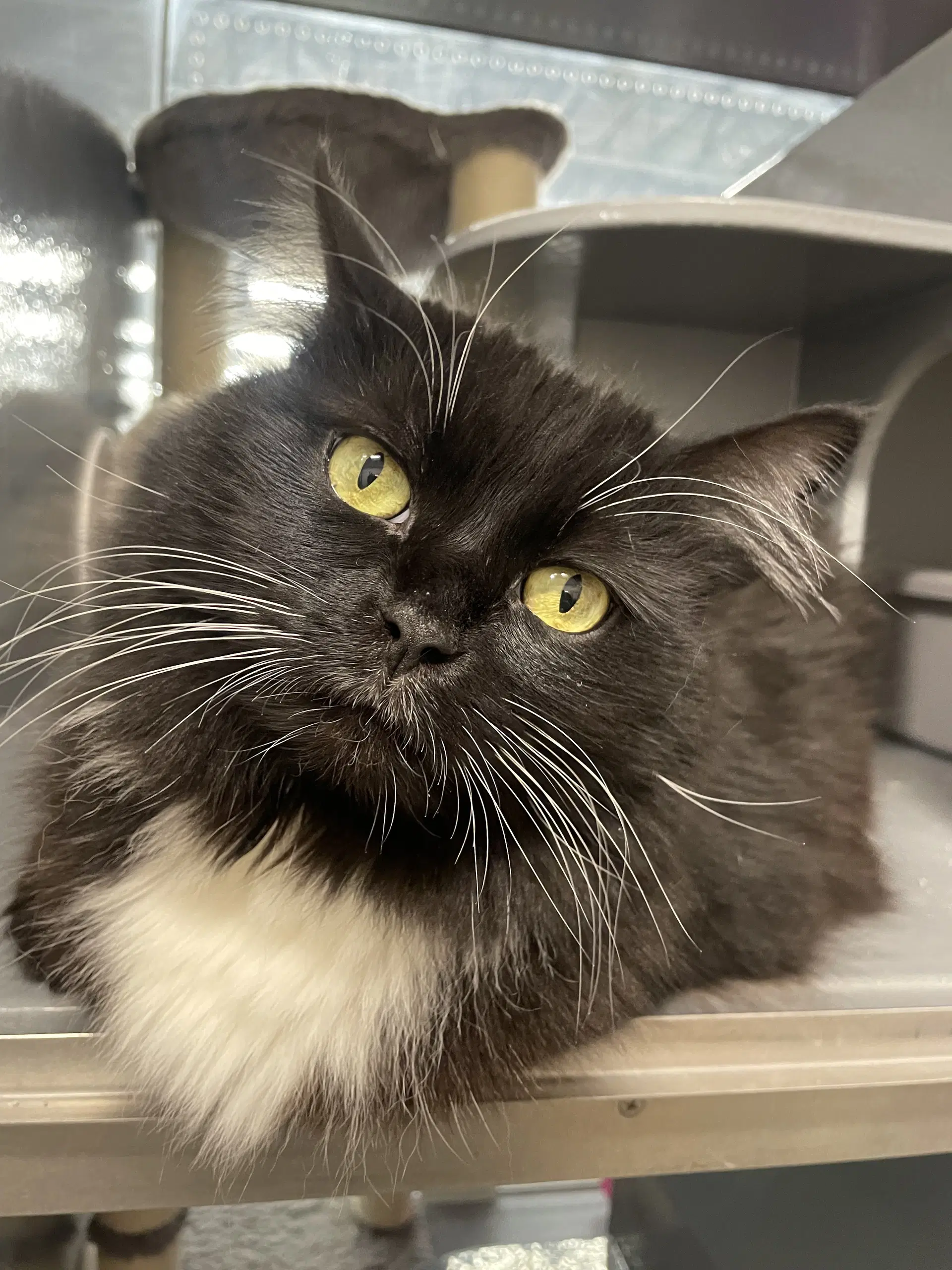Zora - Domestic Long Hair