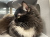 Zora - Photo 2