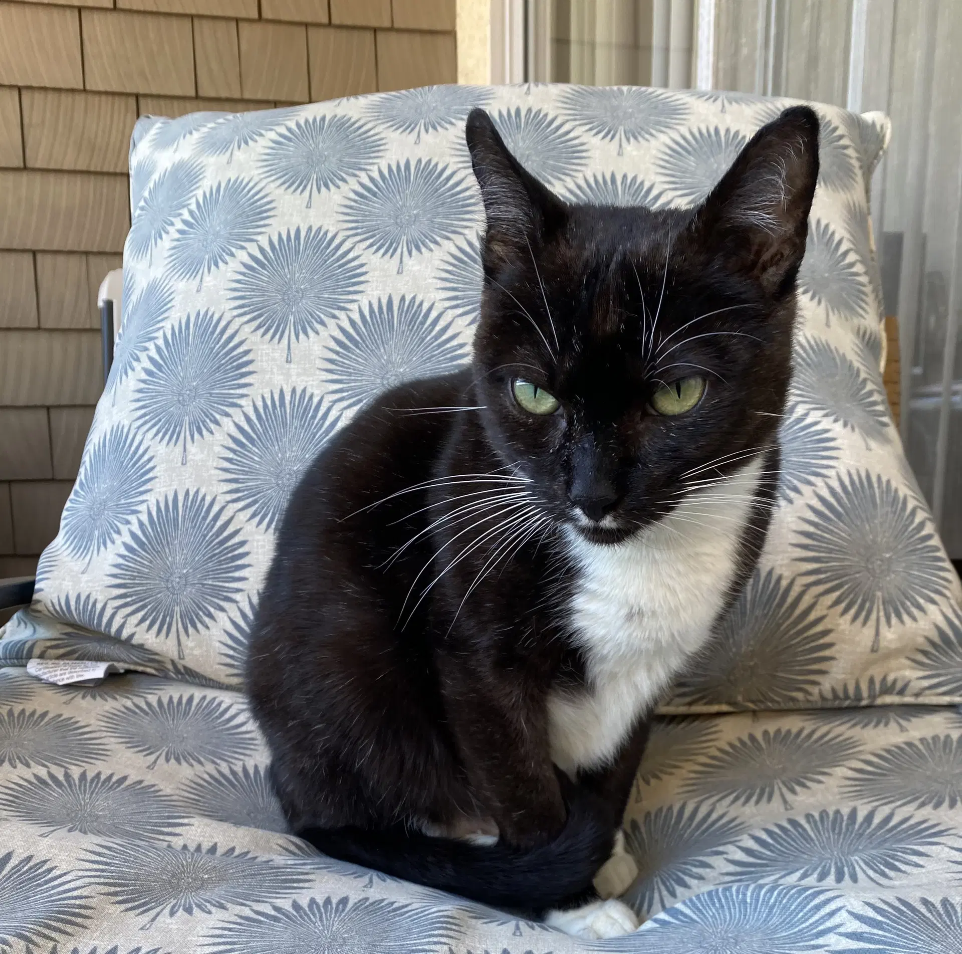 Pistachio - Domestic Short Hair