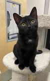 adoptable Cat in Long Beach, CA named Chaos