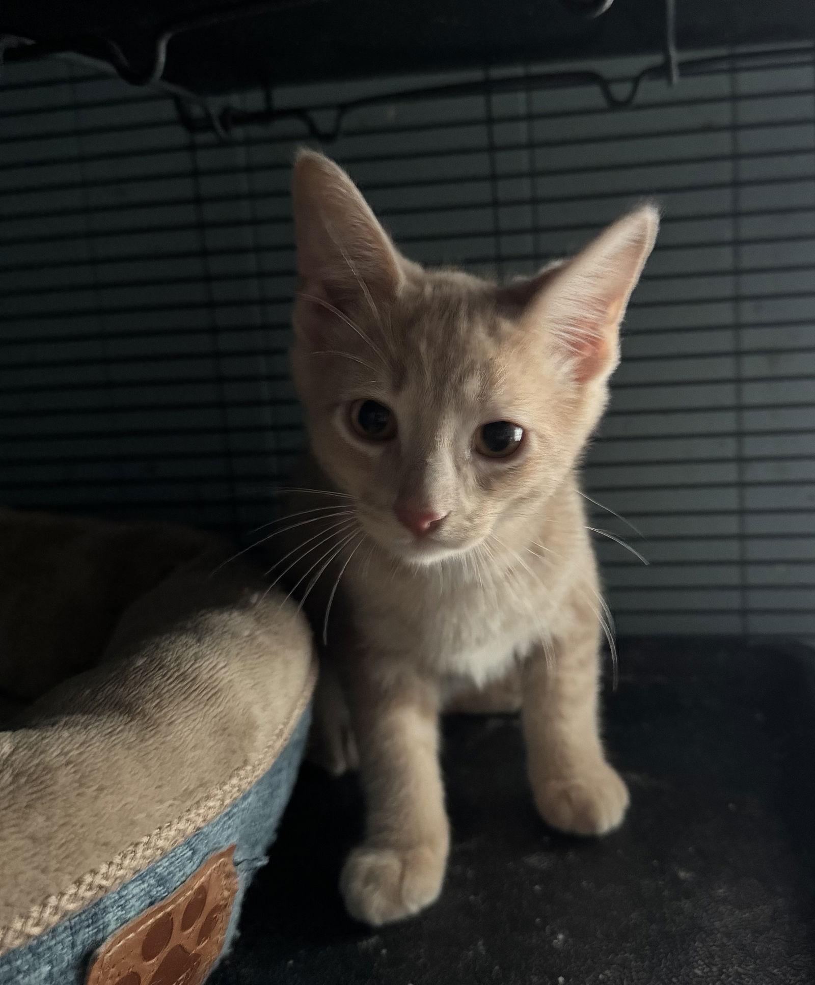 adoptable Cat in Long Beach, CA named Tanner