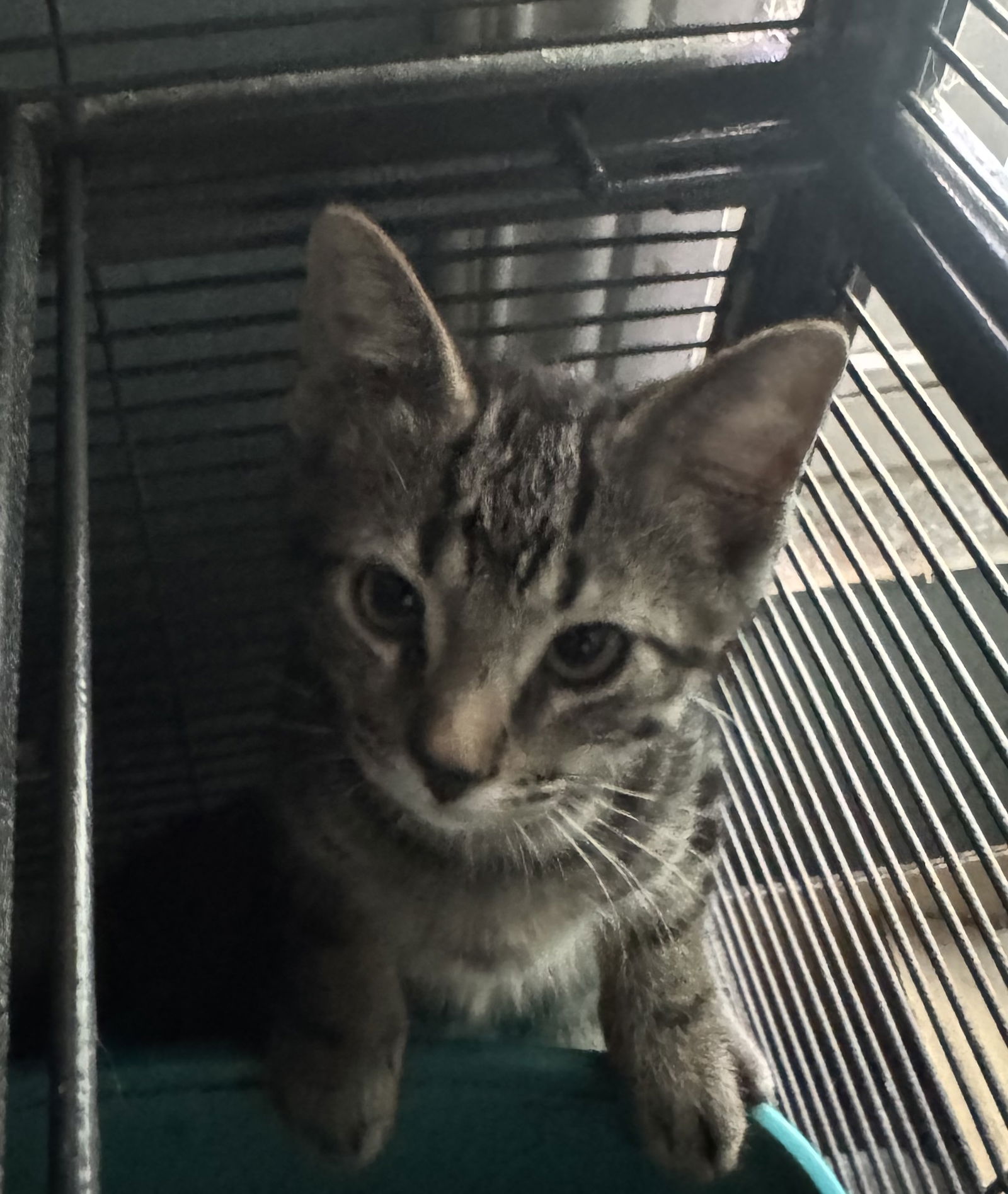 adoptable Cat in Long Beach, CA named Tuffy