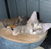adoptable Cat in Long Beach, CA named Tinker