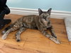 Ember - Photo 4