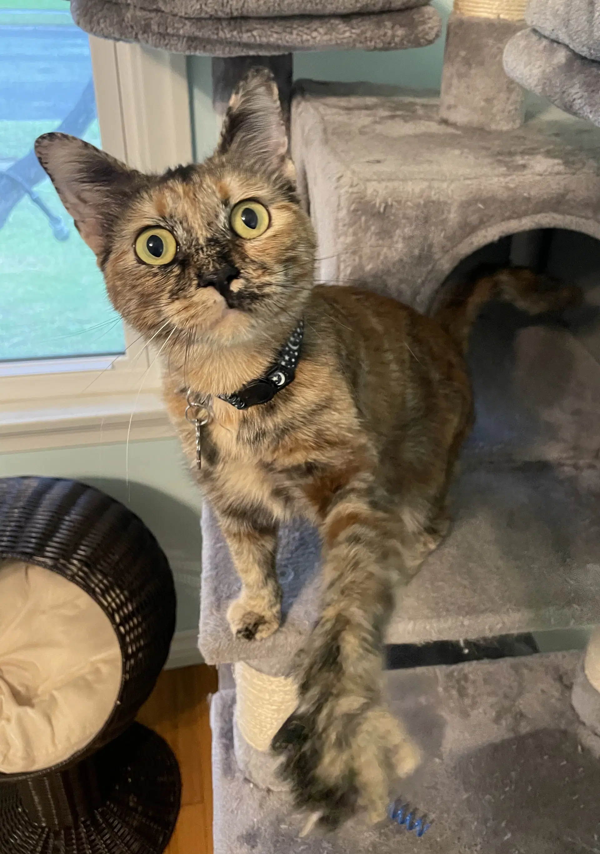 Ember - Domestic Short Hair