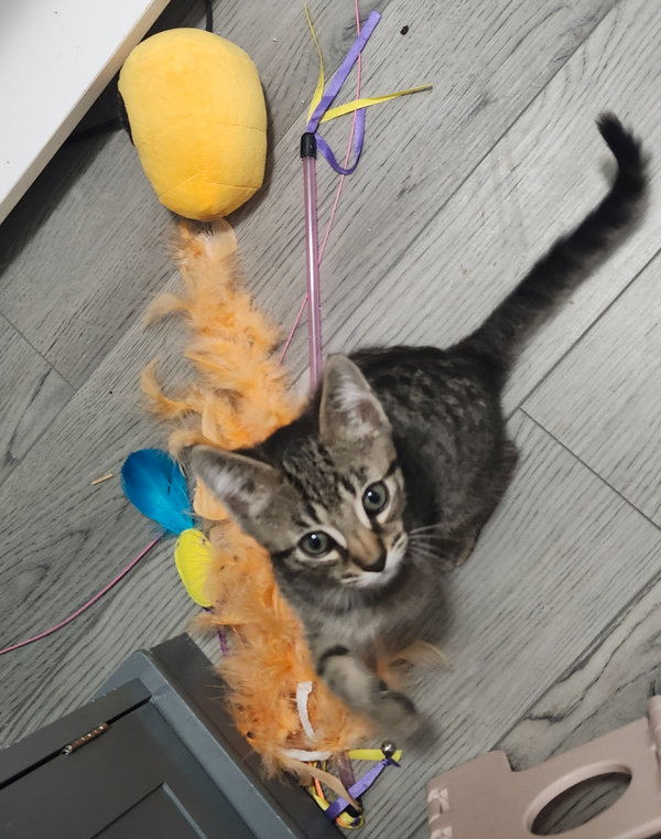 Piper
