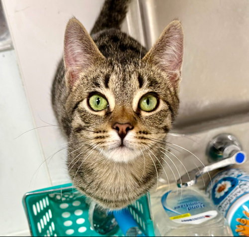 Piper, Baby Domestic Short Hair / Mixed (short coat), cat for adoption in Westminster, California