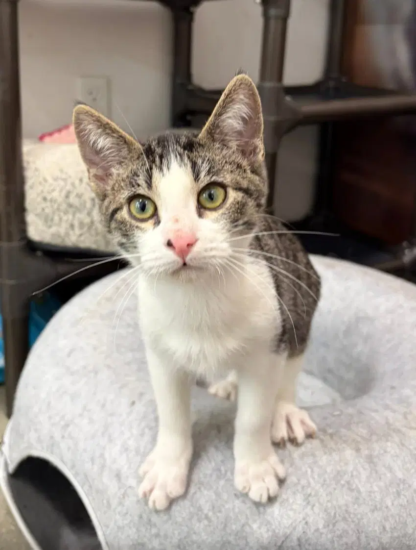 Pasha - Domestic Short Hair