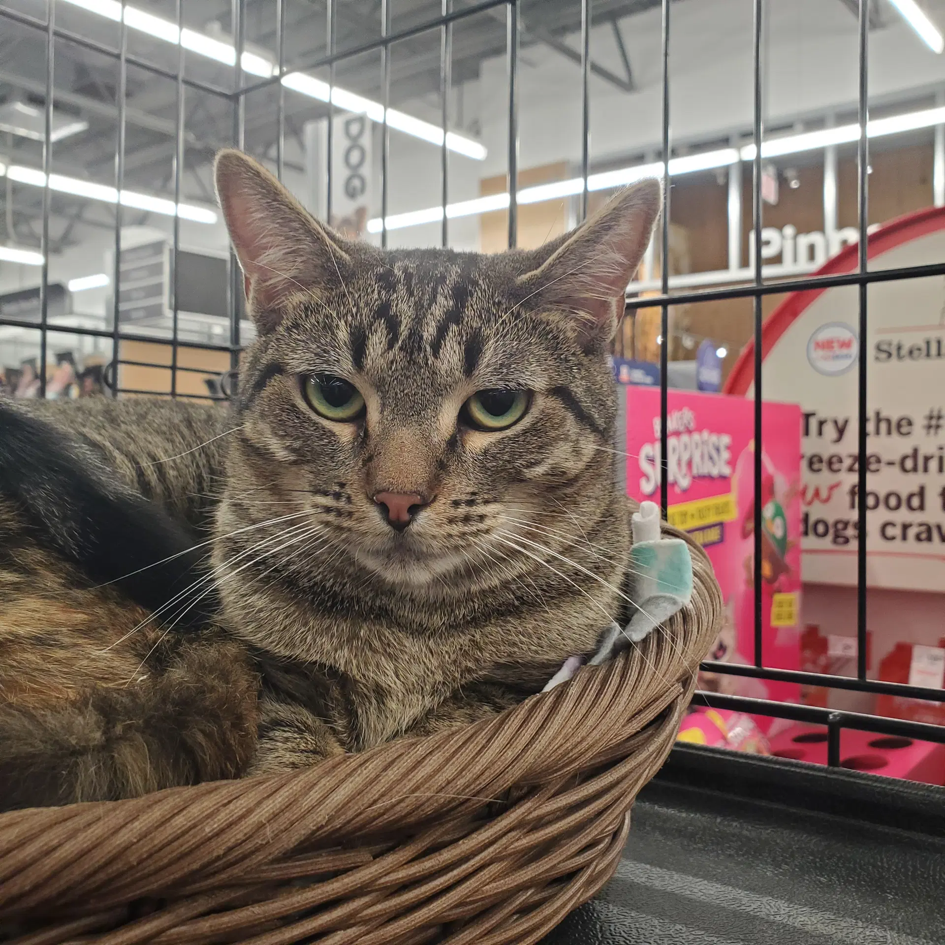 Fern - Domestic Short Hair