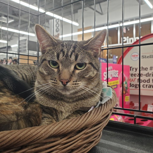 Fern, Young Domestic Short Hair (short coat), cat for adoption in Westminster, California