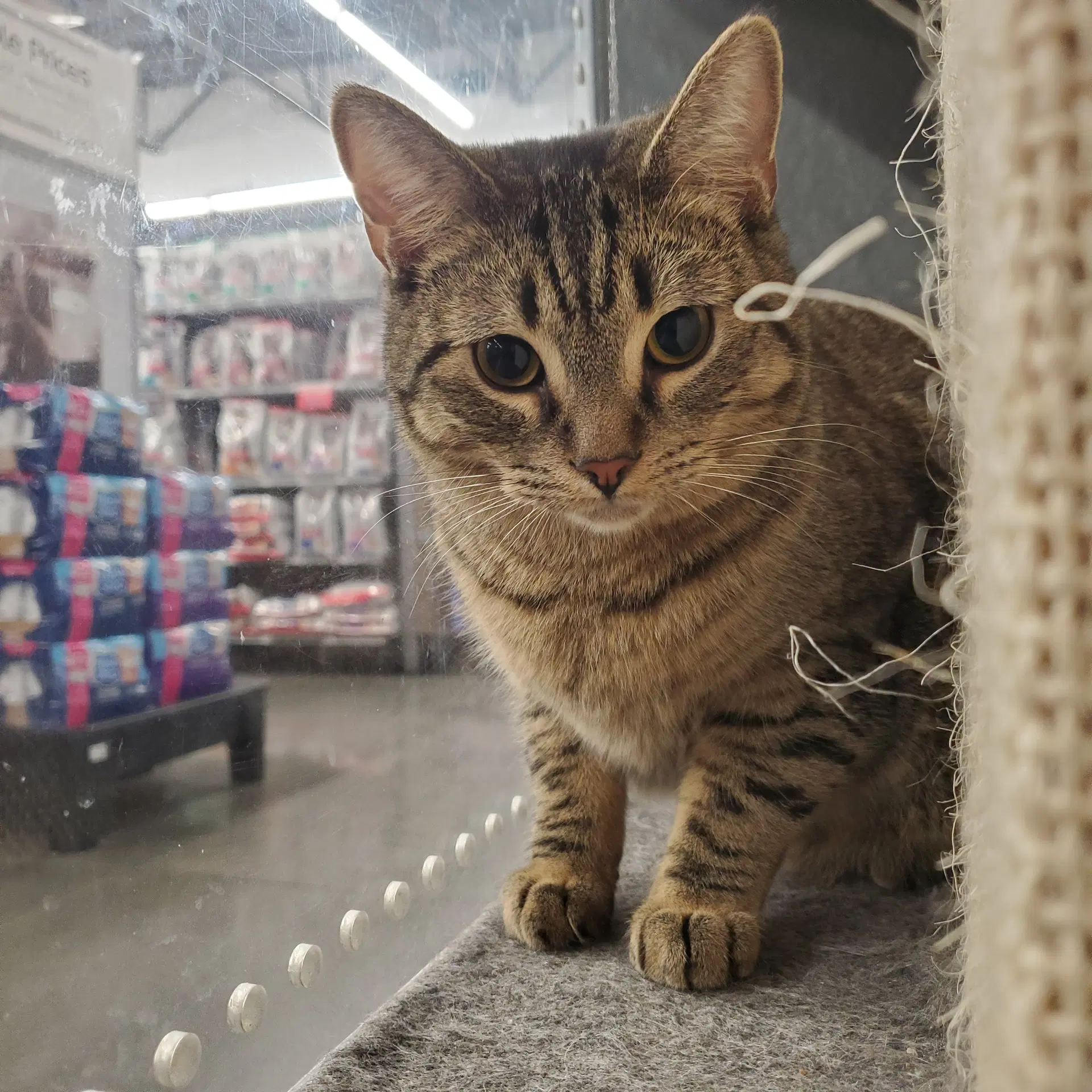 Forest - Domestic Short Hair