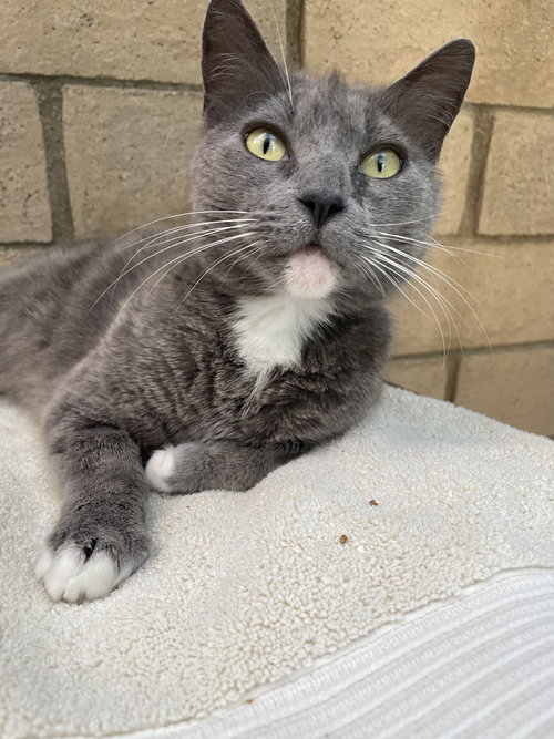 Mariah, Adult Domestic Short Hair / Mixed, cat for adoption in Westminster, California