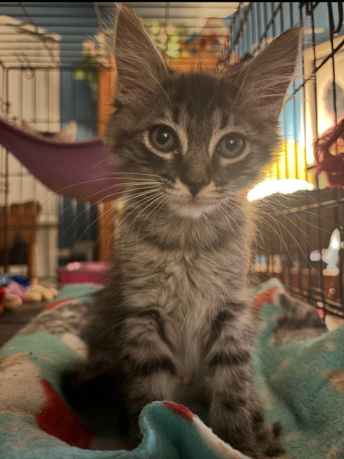 Roxy