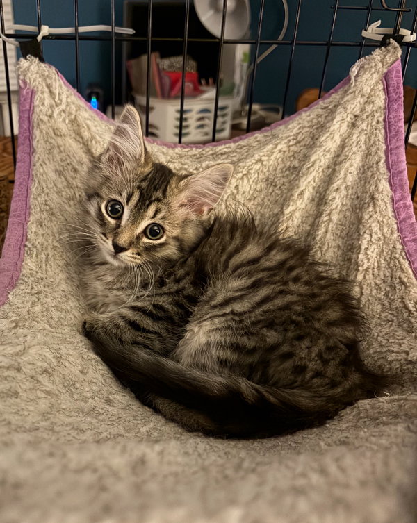 Rascal