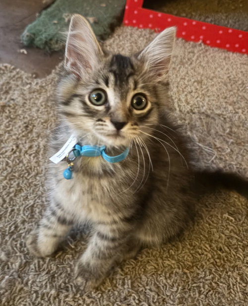 Rascal