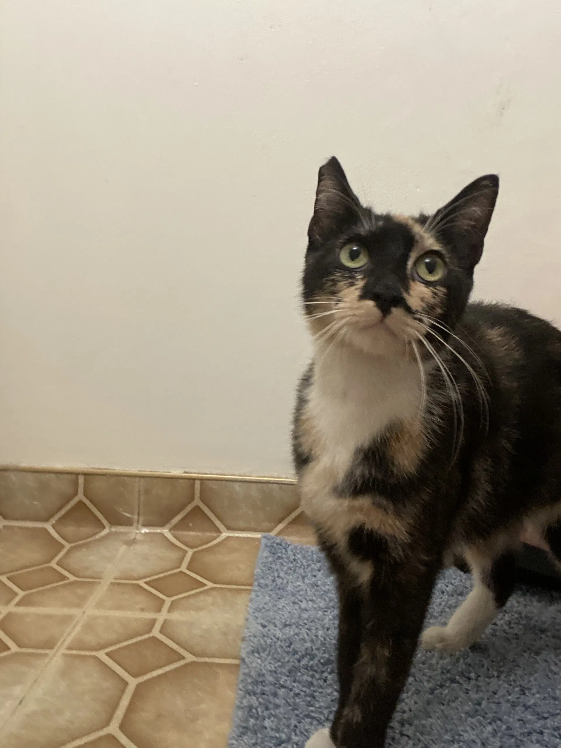 Vana - Calico