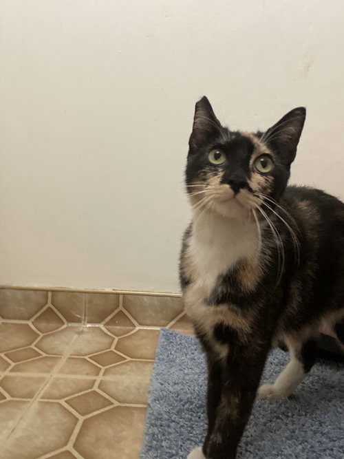 Vana, Adult Calico / Mixed (short coat), cat for adoption in Paramount, California