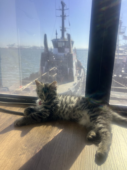 Juni, an adoptable Domestic Medium Hair in Long Beach, CA