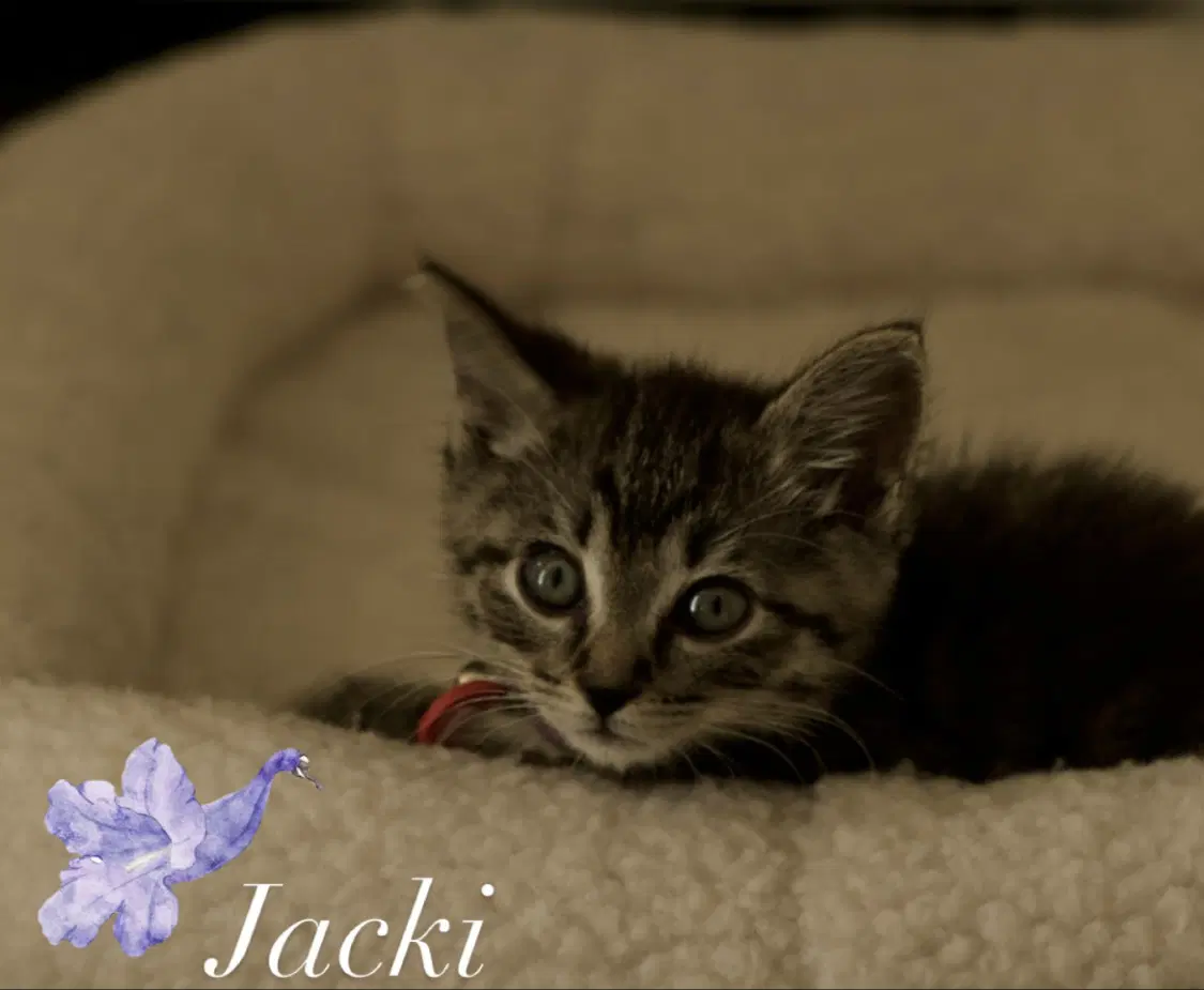 Jacki - Domestic Short Hair