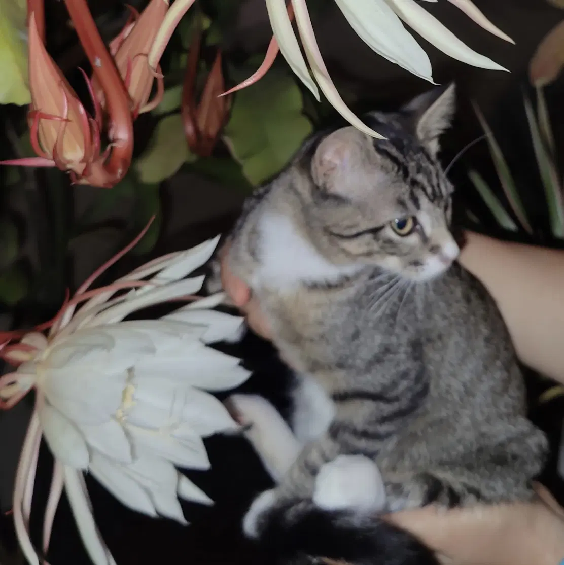 Miss Tuesday - Domestic Short Hair