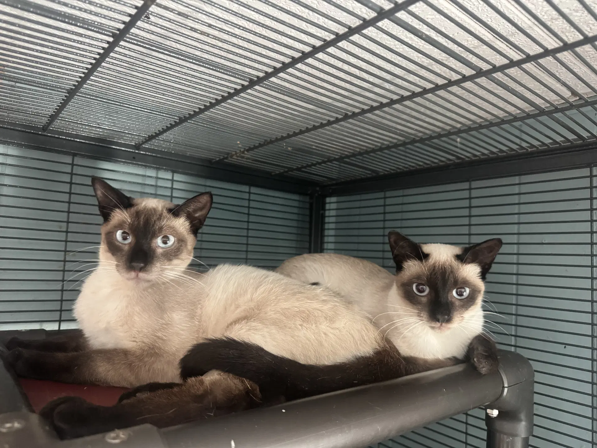 Mocha  Latte - Siamese
