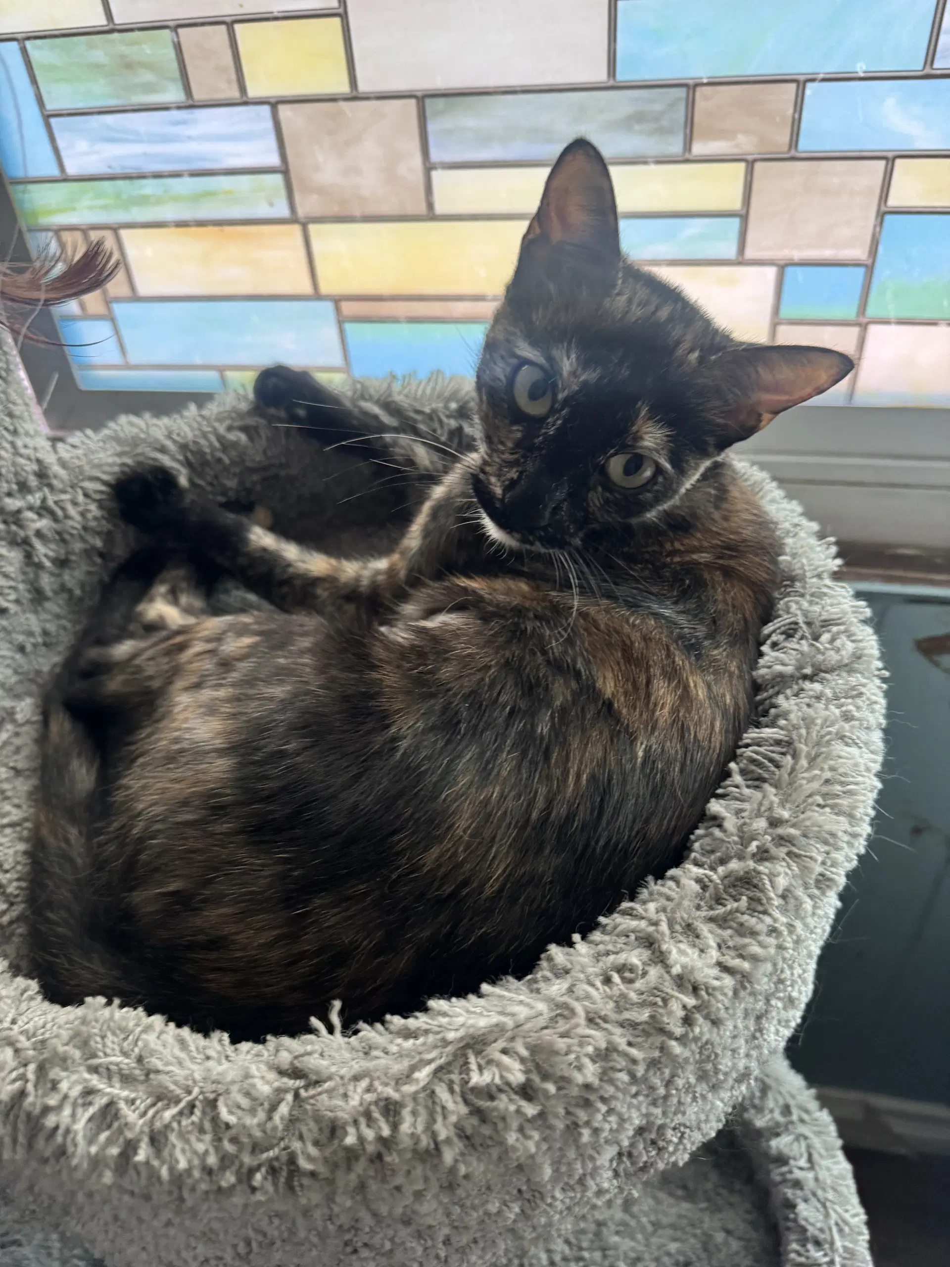 Tootsie - Tortoiseshell