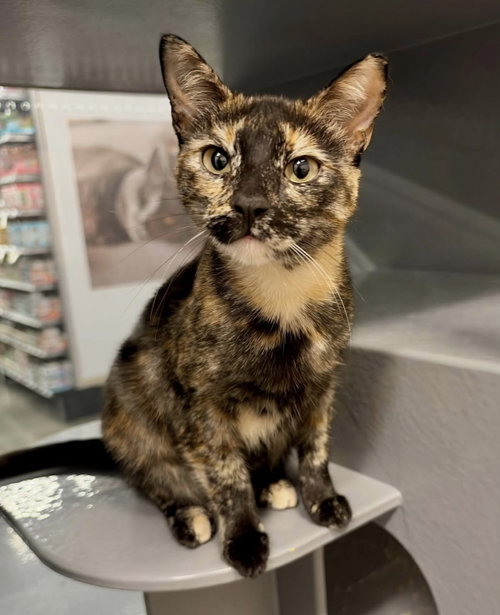 Tootsie, Tortoiseshell / Mixed (short coat)