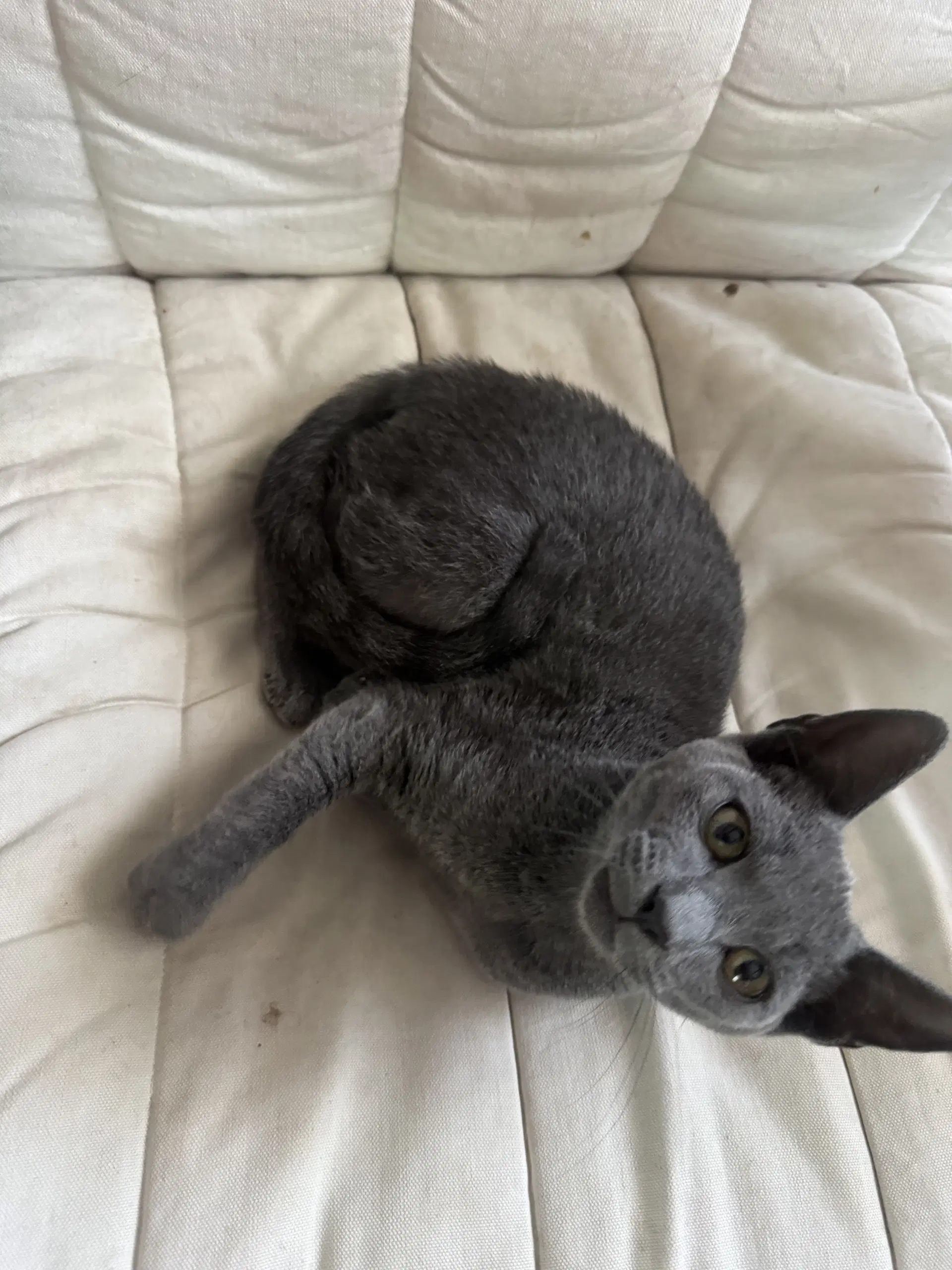 Boris - Russian Blue