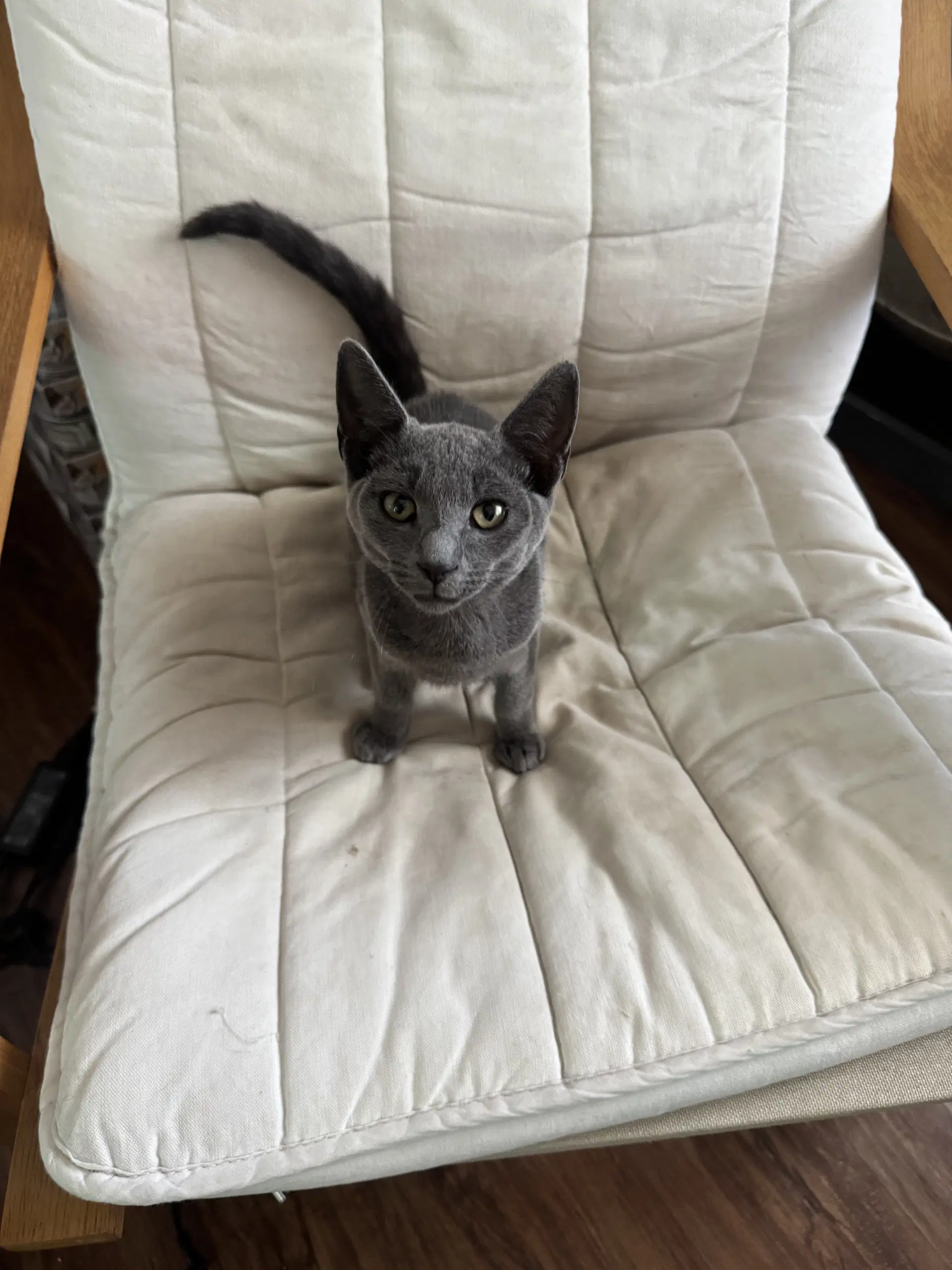Boris image 2