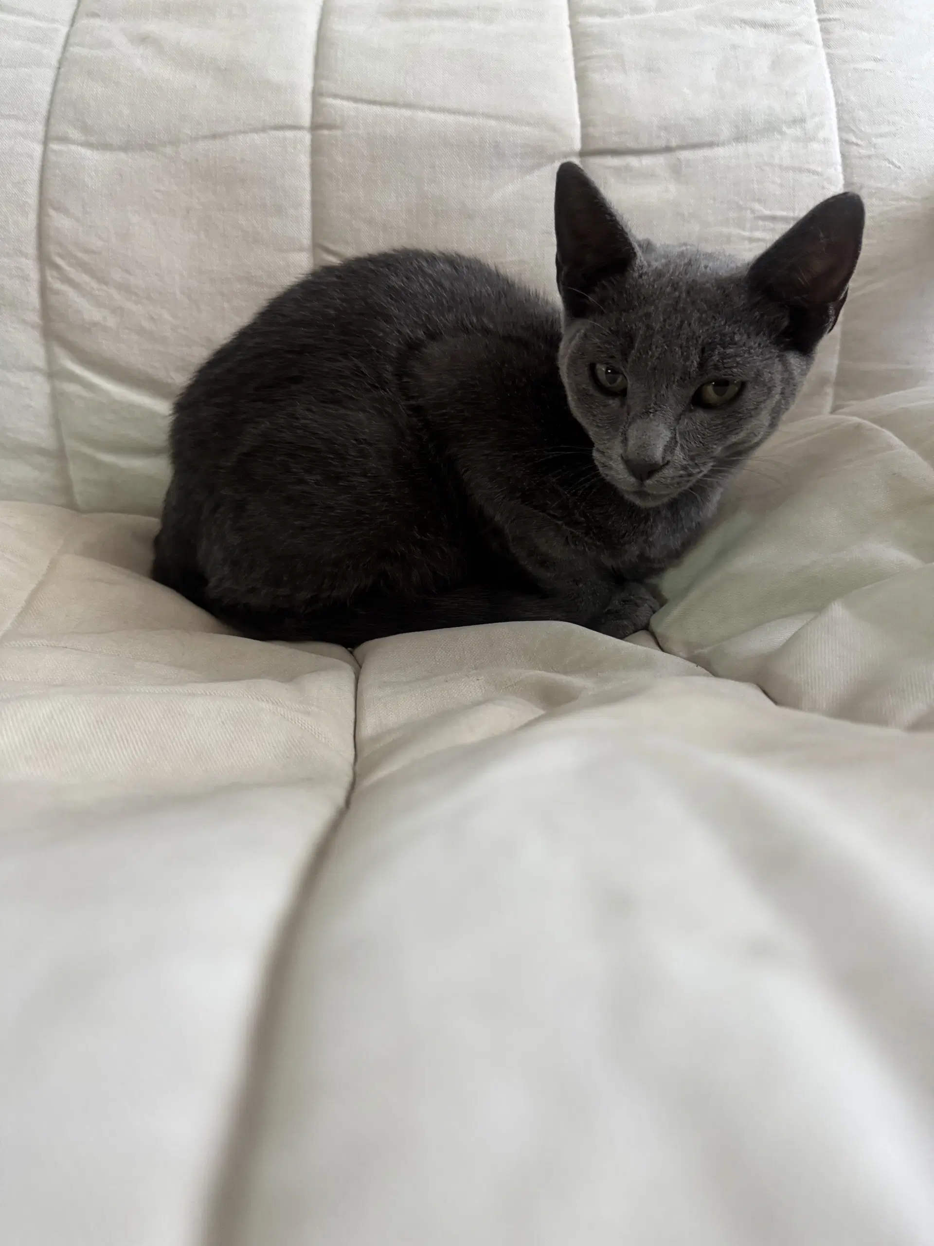 Boris image 3