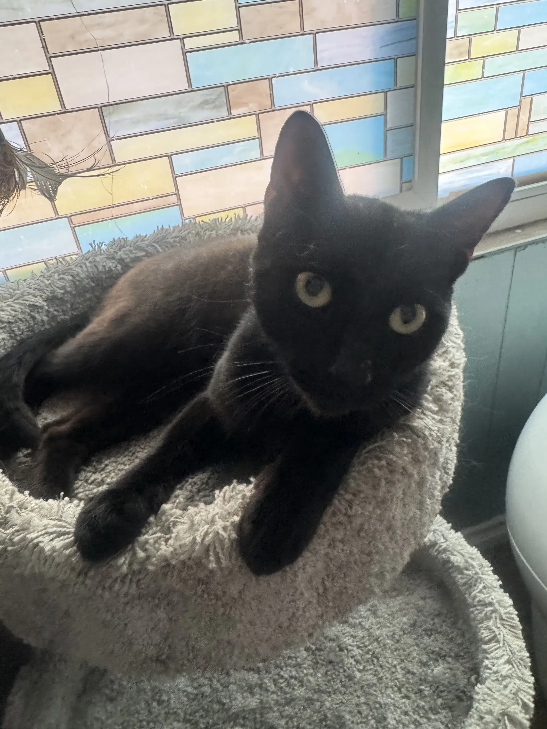 Trouble - Domestic Short Hair