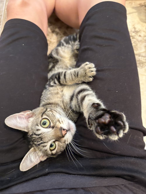 Odysseus, a cat for adoption from The Cat Cove