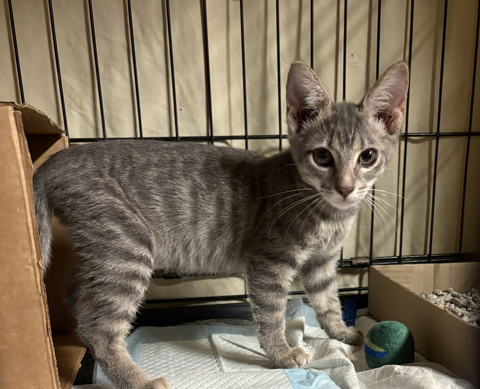 Quicksilver, Domestic Short Hair