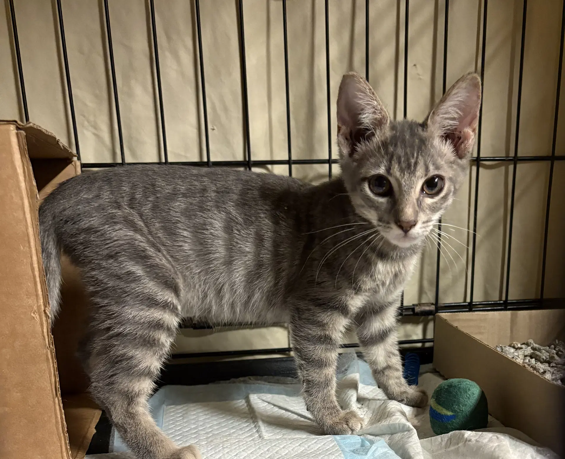 Quicksilver - Domestic Short Hair