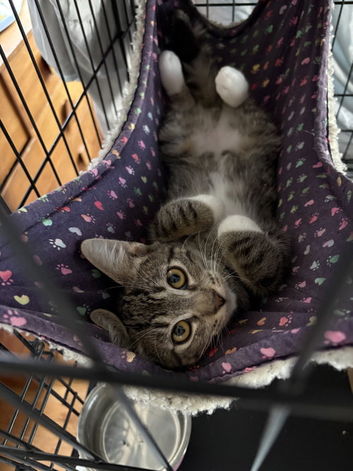 Westley, Domestic Short Hair / Mixed (short coat)