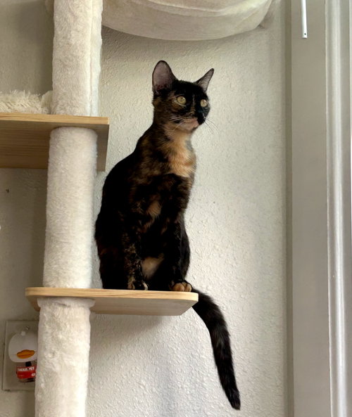 Savanah, a cat for adoption from The Cat Cove