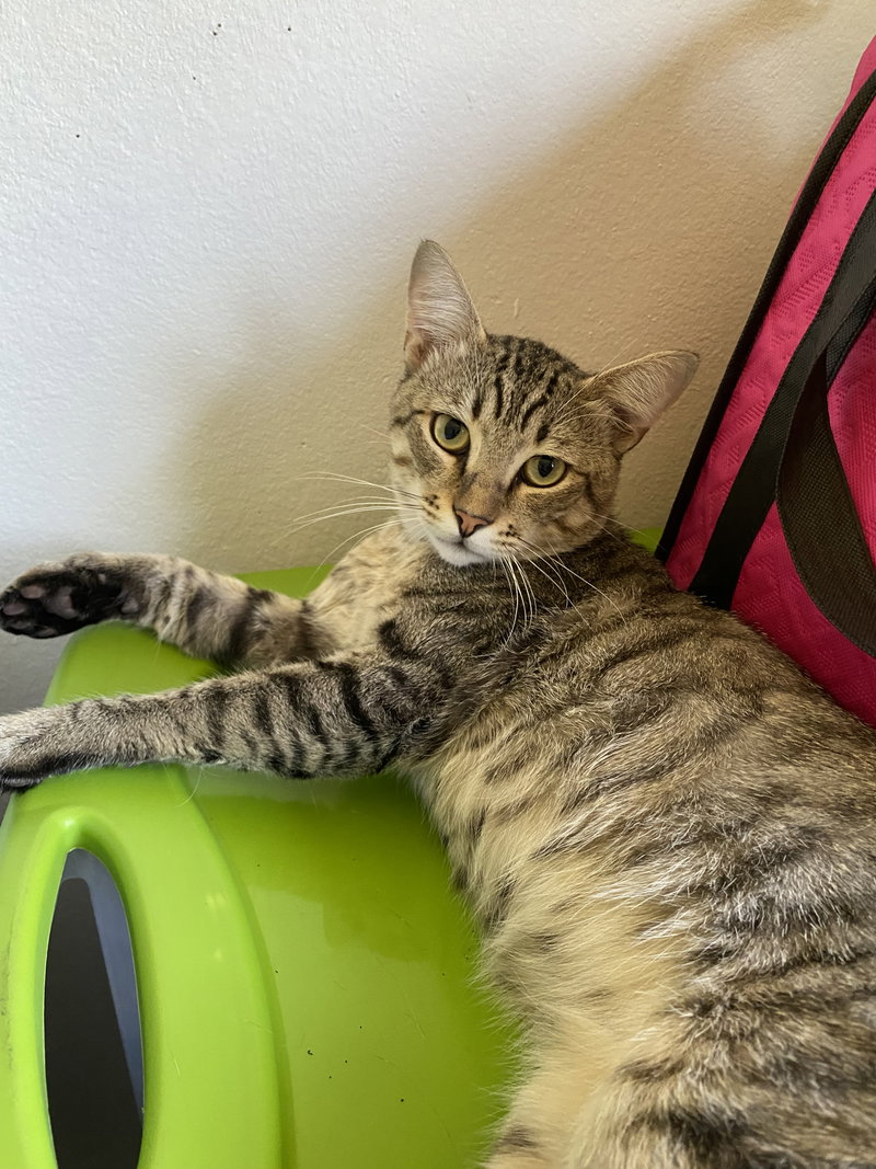 Pepper Jack, an adult male cat up for adoption