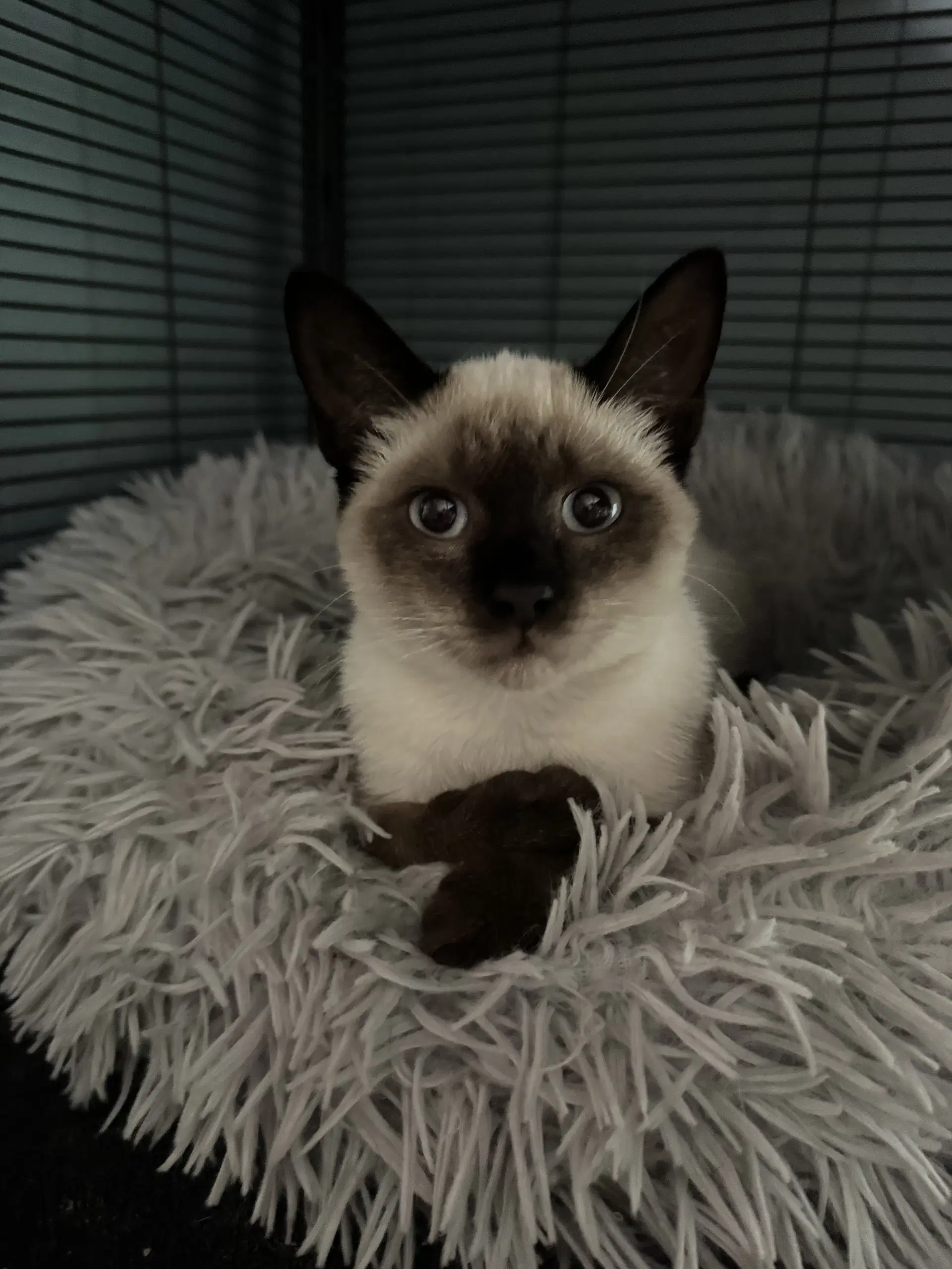 Tiana - Siamese